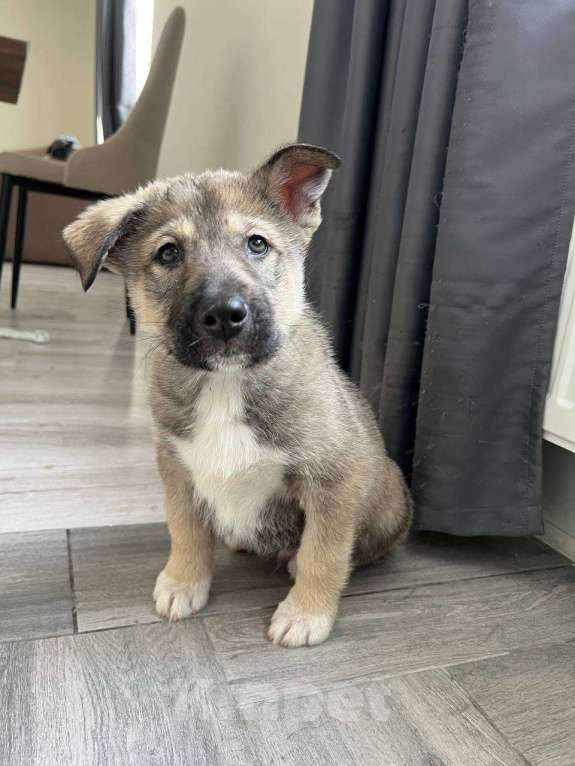 Собаки в других городах Московской области: Щенок Хаски в добрые руки Мальчик, Бесплатно - фото 2