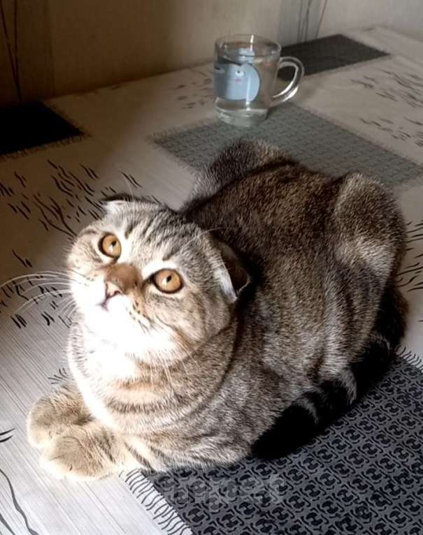 Кошки в Москве: Шотландский вислоухий котёнок  Мальчик, 10 000 руб. - фото 6