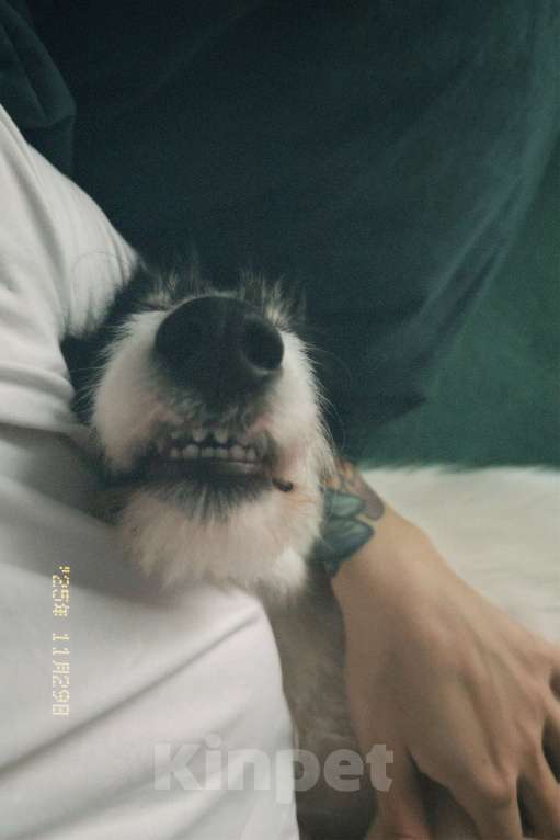 Собаки в Красногорске: В добрые руки щенок Девочка, Бесплатно - фото 3