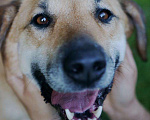 Собаки в Москве: Разыскиваем семью для Ланочки!  Девочка, Бесплатно - фото 3