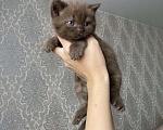Кошки в Челябинске: Шоколадный клубный британец Мальчик, 15 000 руб. - фото 3