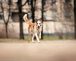 Собаки в Москве: Красавица Пати ищет дом Девочка, 1 руб. - фото 6