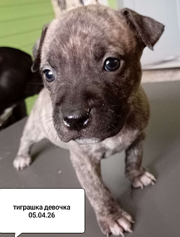 Американский питбультерьер . Девочка