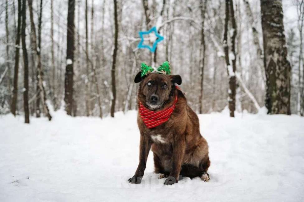 Собаки в других городах Московской области: Москва и МО. Тайра ищет дом Девочка, Бесплатно - фото 5