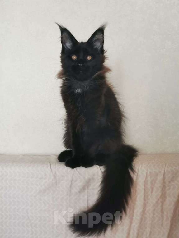 Кошки в Москве: Котик породы мейн кун Мальчик, 25 000 руб. - фото 5