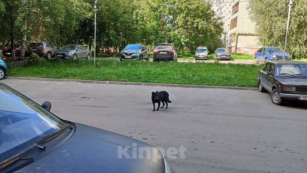 Собаки в Нижнем Новгороде: Черный пёс. Мальчик, Бесплатно - фото 3