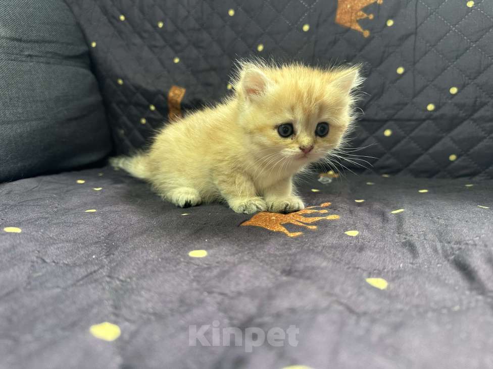 Кошки в Москве: Котенок скотиш страйт  Девочка, 15 000 руб. - фото 2