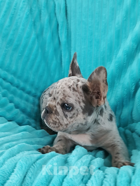 Собаки в Москве: Мальчик французского бульдога. Мальчик, 50 000 руб. - фото 3