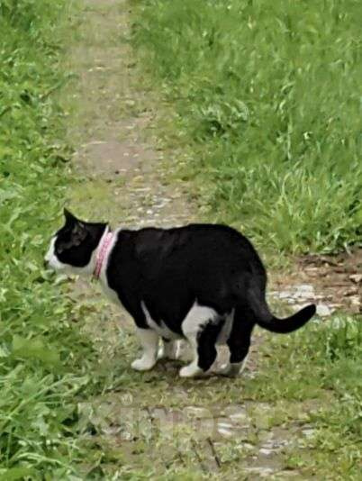 Кошки в Зеленограде: Потерялся чёрно-белый кот Фидель  Мальчик, 10 000 руб. - фото 1