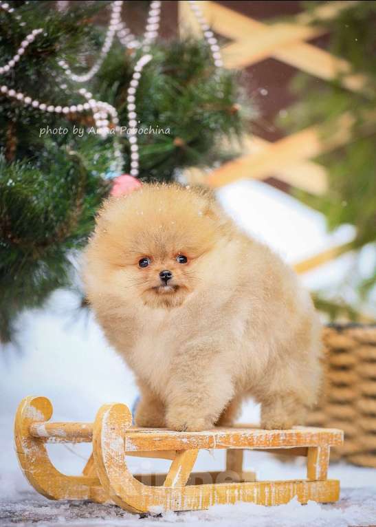 Собаки в других городах Московской области: Померанский шпиц щенок мальчик кобель оранж Мальчик, 50 000 руб. - фото 2