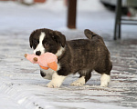 Собаки в Москве: Вельш корги кардиган-девочка Девочка, Бесплатно - фото 9
