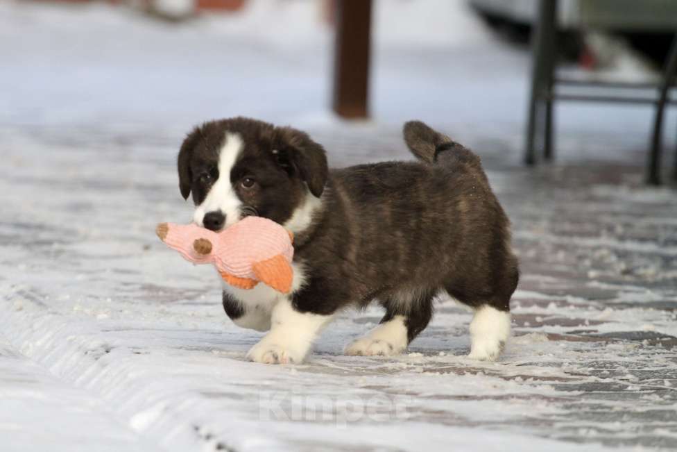 Собаки в Москве: Вельш корги кардиган-девочка Девочка, Бесплатно - фото 9