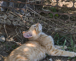 Кошки в Краснодаре: Котята в добрые руки Разнополые, Бесплатно - фото 4