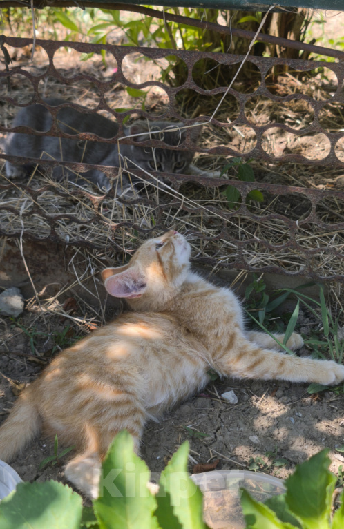 Кошки в Краснодаре: Котята в добрые руки Разнополые, Бесплатно - фото 4