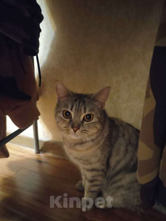 Кошки в Омске: Найденная кошка  Девочка, Бесплатно - фото 4