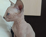 Кошки в Москве: Котенок канадского сфинкса  Девочка, 45 000 руб. - фото 2