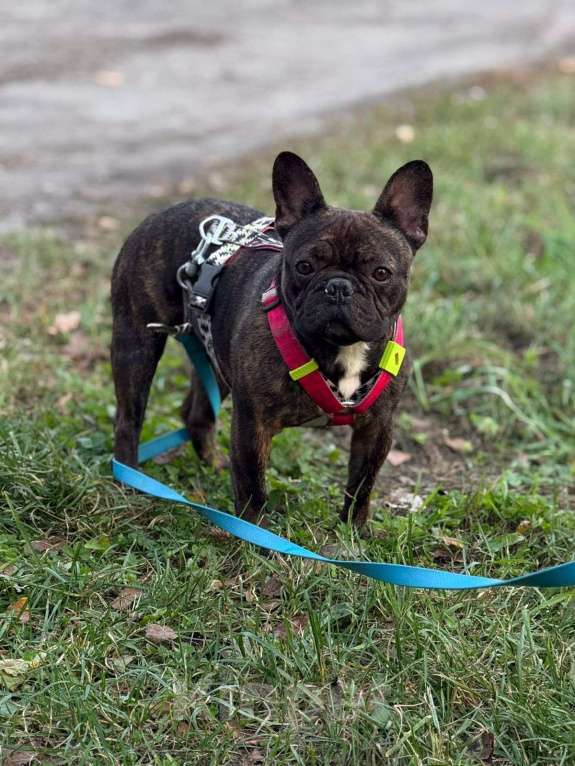 Собаки в Ногинске: Пряня ищет дом Мальчик, Бесплатно - фото 5