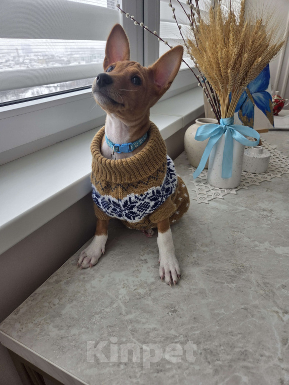 Собаки в Краснодаре: Вольт ждёт новую семью Мальчик, Бесплатно - фото 5