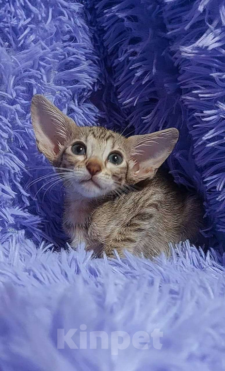 Кошки в Волгограде: Ориентальные котята  Девочка, Бесплатно - фото 2