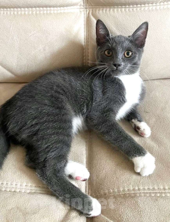 Кошки в Москве: Самый настоящий ребёнок - Мишелька в добрые руки  Девочка, Бесплатно - фото 3