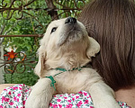 Собаки в Краснодаре: Золотистый ретривер щенок Мальчик, 45 000 руб. - фото 3