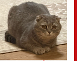 Кошки в Рязани: Пропала кошка Девочка, Бесплатно - фото 2