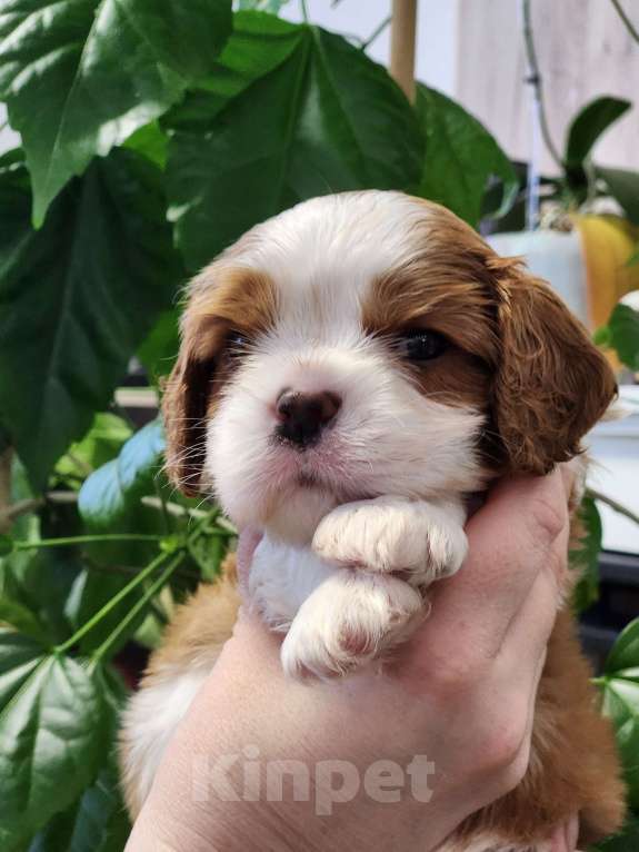 Собаки в Анапе: Голубая лента  Мальчик, 80 000 руб. - фото 2