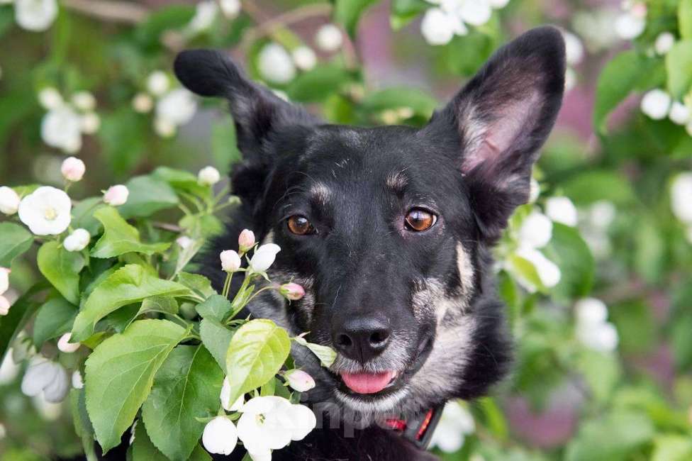Собаки в других городах Московской области: Стеша ищет семью Девочка, Бесплатно - фото 4