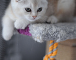 Кошки в Бахчисарае: Продается котик в очень необычной красивой шубке Мальчик, 15 000 руб. - фото 4