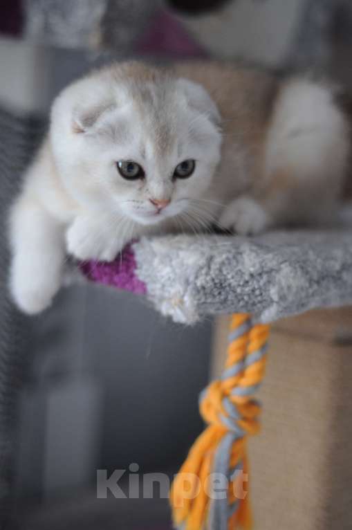 Кошки в Бахчисарае: Продается котик в очень необычной красивой шубке Мальчик, 15 000 руб. - фото 4