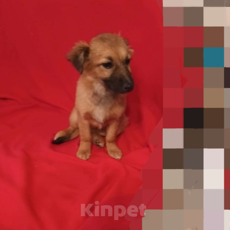 Собаки в Санкт-Петербурге: Щенок ищет семью  Мальчик, Бесплатно - фото 2