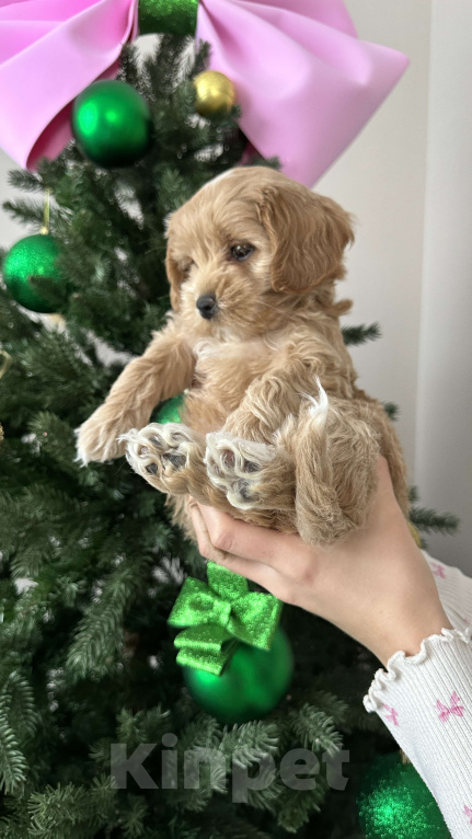 Собаки в других городах Краснодарского края: Мальтипу f1 мини девочка  Девочка, 100 000 руб. - фото 1