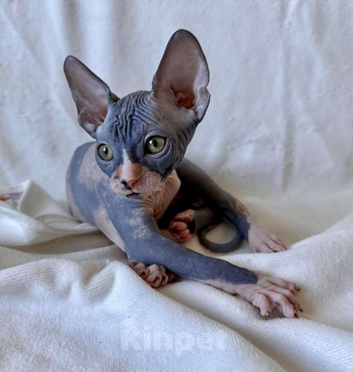 Кошки в Москве: Девочка канадского сфинкса  Девочка, 45 000 руб. - фото 3