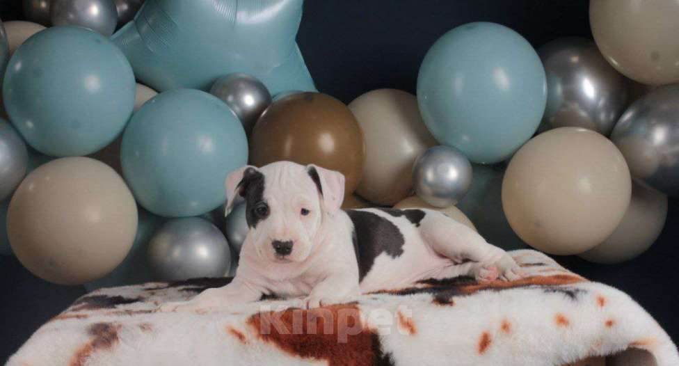 Собаки в Барнауле: Продам щенков АСТ Девочка, Бесплатно - фото 1