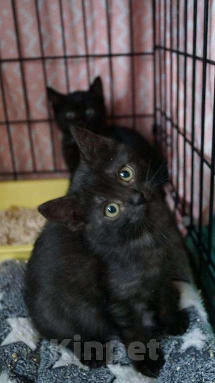 Кошки в Москве: Пенка с окрасом чёрный дым: даром Девочка, Бесплатно - фото 4