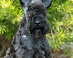 Собаки в Перми: Щенок Керри блю терьера  Мальчик, 50 000 руб. - фото 3
