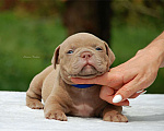 Собаки в Мытищах: Щенок американского булли  Мальчик, 130 000 руб. - фото 1