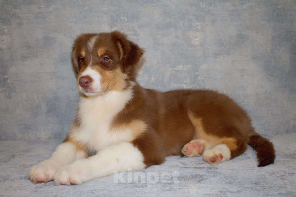 Собаки в других городах Московской области: Австралийская овчарка Мальчик, 50 000 руб. - фото 8