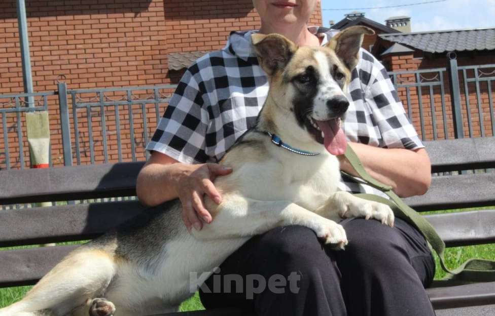 Собаки в Балашихе: щенка выкинули на трассе из машины Девочка, Бесплатно - фото 4