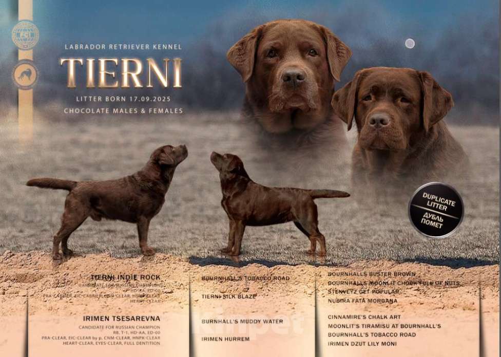 Собаки в Москве: Шоколадный мальчик с мягким характером и взглядом Мальчик, 80 000 руб. - фото 2