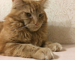 Кошки в Истре: Вязка Мейн-кун, 2 500 руб. - фото 2