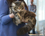 Кошки в Выксе: Мейн-кун вязка, 4 000 руб. - фото 1