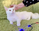 Кошки в Москве: Белоснежный Пломбир, котенок-подросток мейн-кун ищет дом. Мальчик, Бесплатно - фото 2