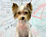 Собаки в Химках: бивер йорк взрослый мальчик мини Мальчик, 10 000 руб. - фото 2