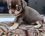 Собаки в Краснодаре: Чихуахуа Мальчик, 50 000 руб. - фото 3