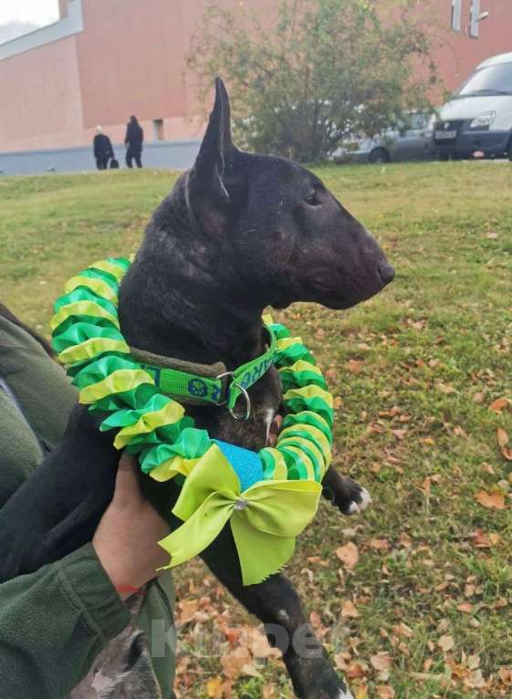 Собаки в Пензе: Продам подрощенного кобеля Мальчик, 50 000 руб. - фото 4