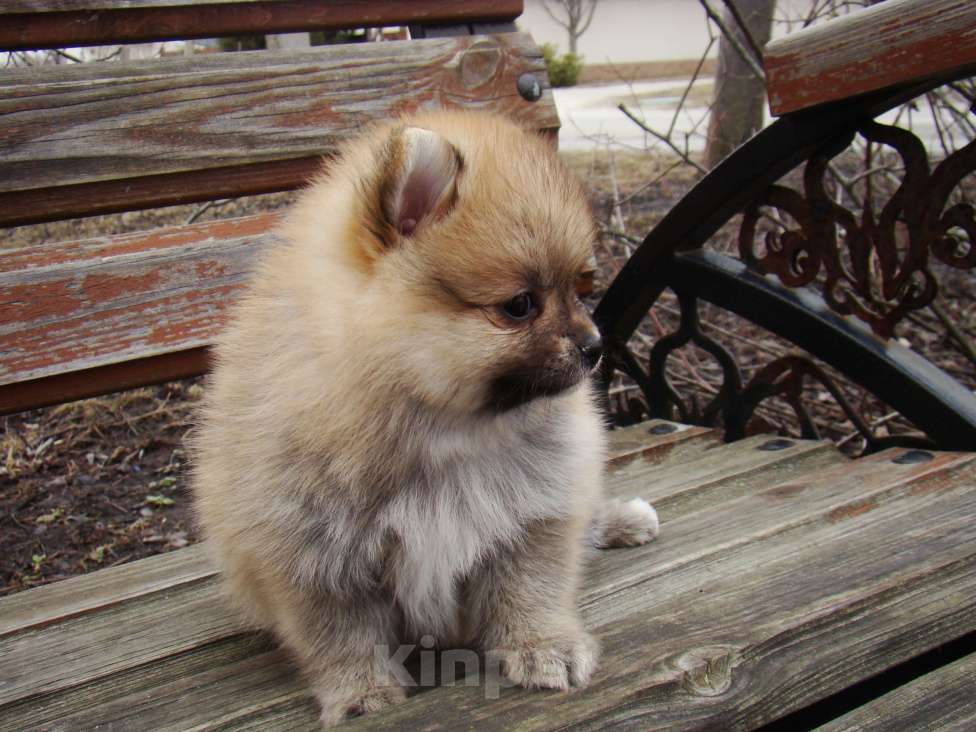 Собаки в Белгороде: Малыши Померанцы Девочка, 25 000 руб. - фото 6