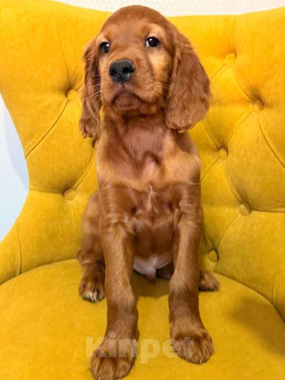 Собаки в Москве: Щенки ирландского сеттера Мальчик, Бесплатно - фото 2