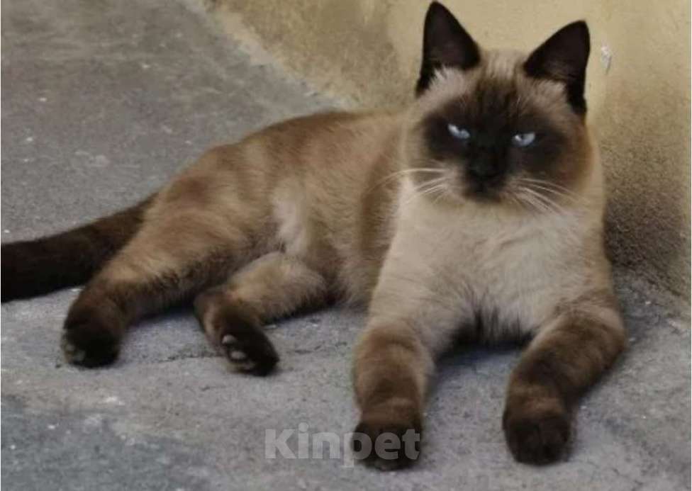 Кошки в Санкт-Петербурге: Продаю котенка Тайской породы Мальчик, 5 000 руб. - фото 1