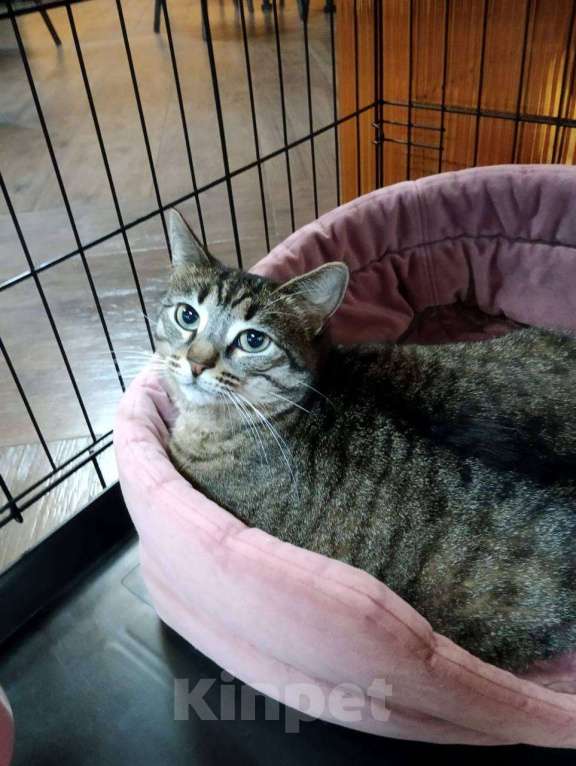 Кошки в Москве: Идеальных форм кошка Девочка, Бесплатно - фото 4